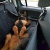 operatordog